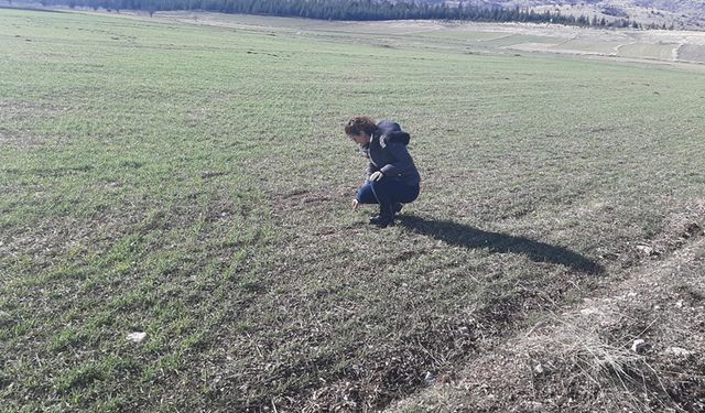 Afyonkarahisar'da çiftçiler bilgilendirildi: Zararlı kambur böceği!