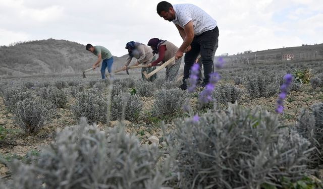 Samsun'da üretiliyor: Tıbbi Aromatik Bitki!