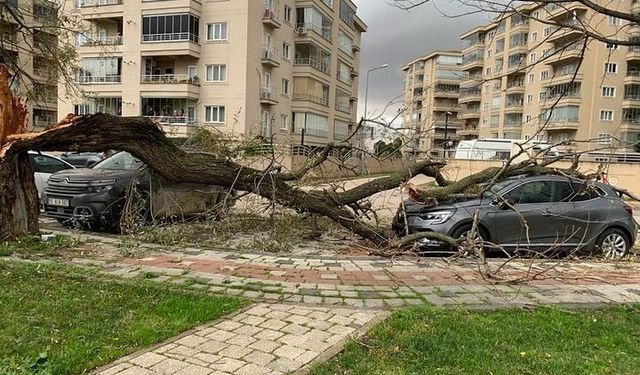 Bursa'da lodos hayatı felç etti: Ağaçları devirdi!