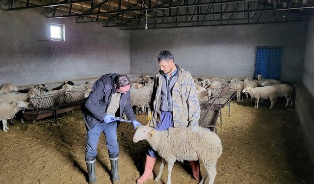 Afyonkarahisar'da koyun tespit ve aşılama çalışmaları