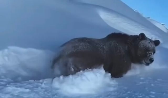 Hakkari'de dev ayı işte böyle görüntülendi!