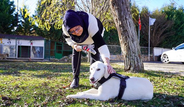 Eskişehir'de can dostları sıcak yuvalarına kavuştu!