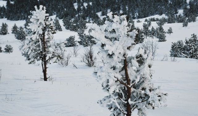 Ardahan'da dondurucu soğuk: Bakın kaç derece?