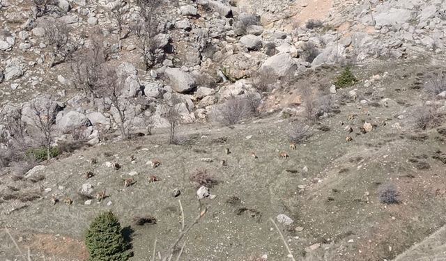 Sincik'te dağ keçileri sürü halinde görüldü