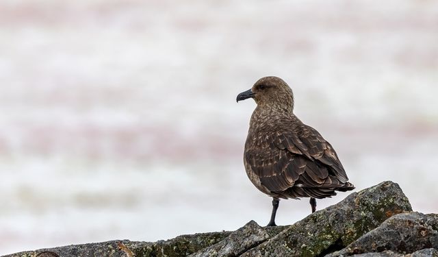 Antarktika’da ilk kez kuş gribi tespit edildi!