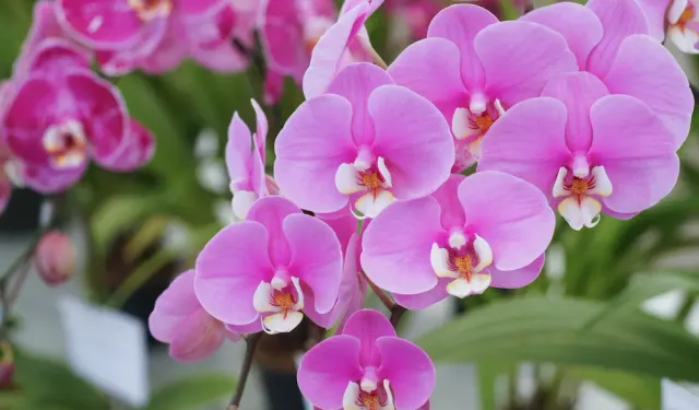 Orkidenizi uyandırın: 1 yıldır çiçek açmayan orkideler çiçek açacak!