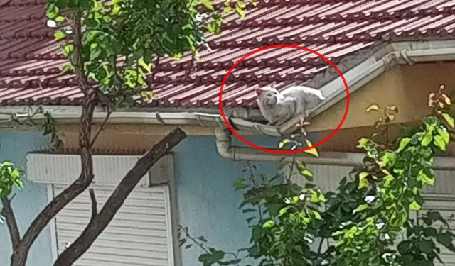 Çatıdaki kedi bir haftadır kurtarılmayı bekliyor