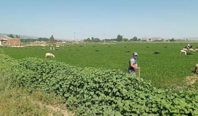 Satamadığı mahsülü koyunlara yedirdi