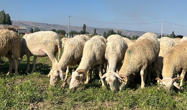 Eskişehir'de yetiştirdikleri ürünleri koyunlara yediriyor!