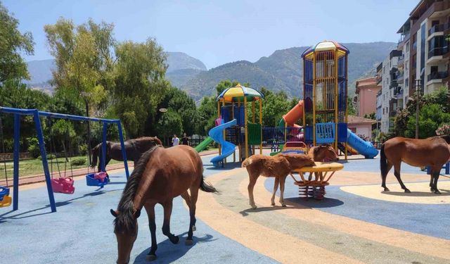 Sıcaktan bunalan yılkı atları çocuk parkına indi