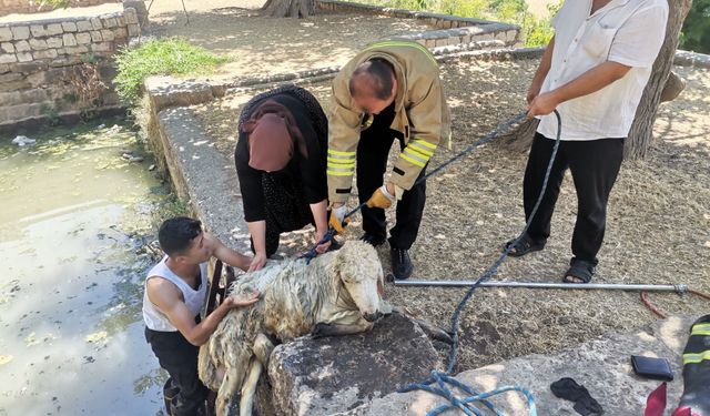 Havuza düşen koyunu itfaiye ekipleri kurtardı