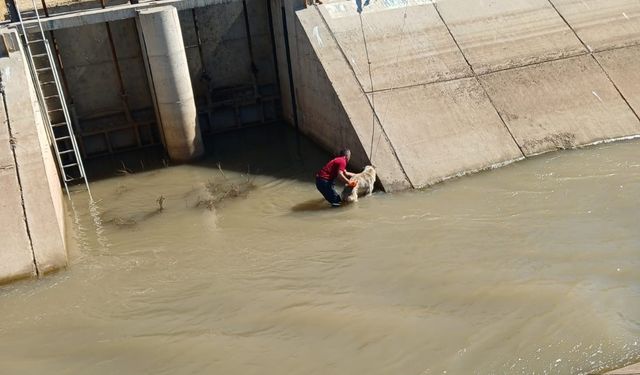 Sulama kanalına düşen köpek kurtarıldı