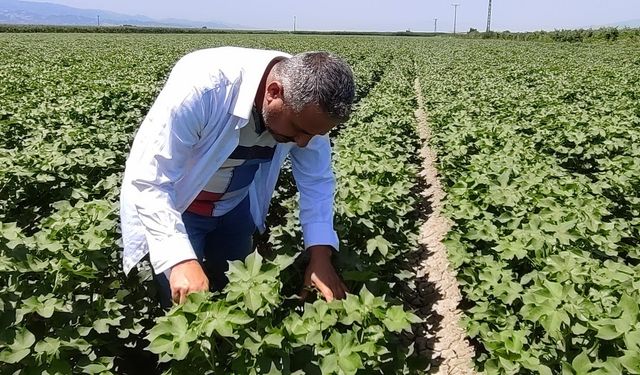 Pamuk üreticilerine yeşil kurt uyarısı!