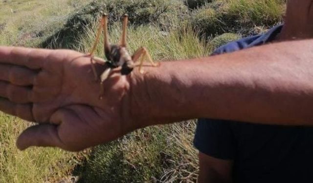 Elazığ’da dev etçil çekirge görüntülendi