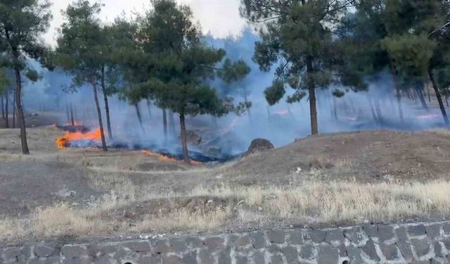 Gaziantep’te orman yangını