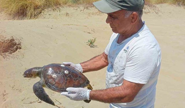 Kuşadası’nda 2 yeşil deniz kaplumbağası ölü bulundu