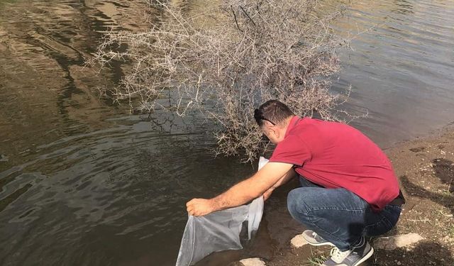 Şuhut’taki göletlere 73 bin adet yavru sazan balığı bırakıldı