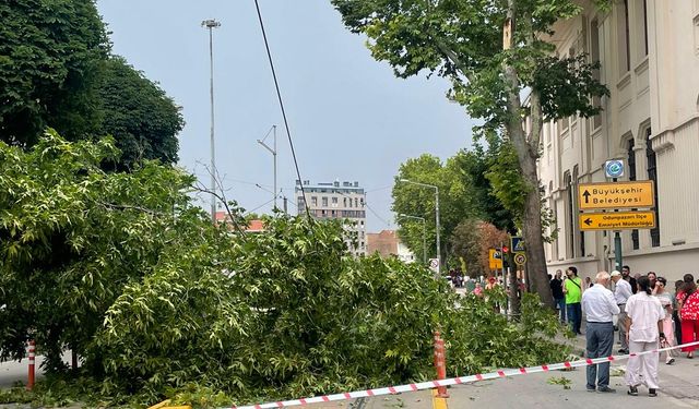 Eskişehir'de kuvvetli rüzgar dev ağacı devirdi!