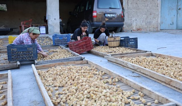 İncirde hasat başladı, üreticiler sezondan umutlu