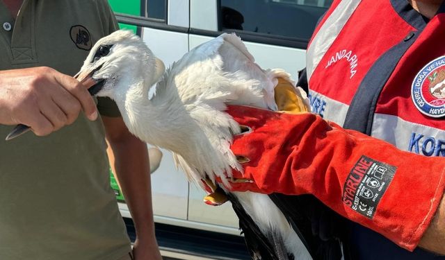 Cami minaresinde mahsur kalan yaralı leylek kurtarıldı