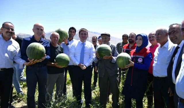 Karaman’da karpuz hasadı başladı