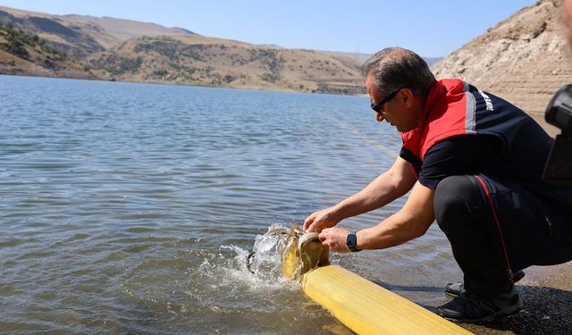 Kars’ta göllere 1 milyon 680 bin sazan balığı salındı