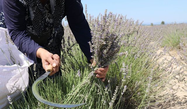 Eskişehir'de lavanta hasadı başladı