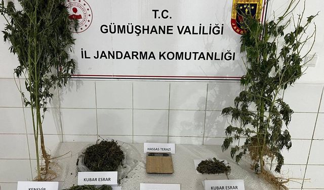 Keneviri hasat ederken yakalandı