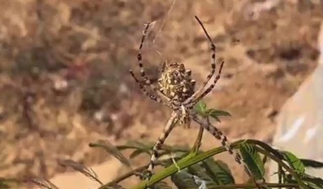 Dünyanın en zehirli örümceklerinden 'loblu örümcek' görüldü