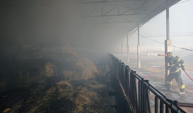 Samanlıkta çıkan yangında 250 balya saman kül oldu