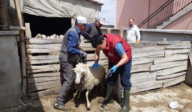 Afyonkarahisar’da küçükbaş hayvanlar aşılandı