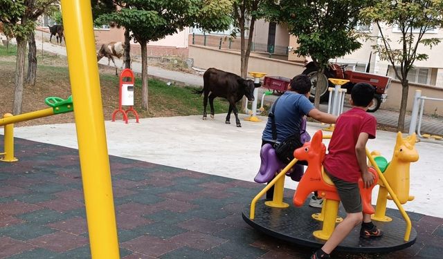 Çocuk parkını büyükbaş hayvanlar bastı