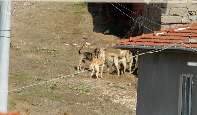 Sürüyken dost değller!