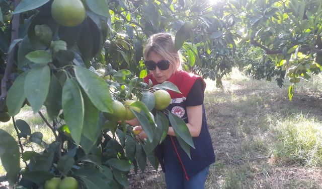 Hasat öncesi zeytin bahçeleri kontrol edildi!