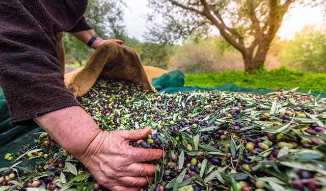 Sofralık zeytin ihracatında tarihi rekor!