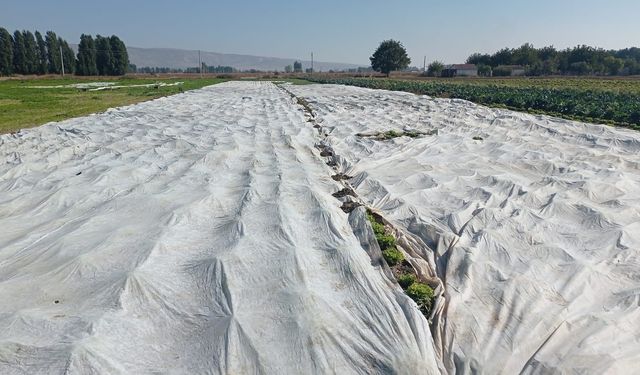 Çiftçiler ürünlerini branda ile koruyor