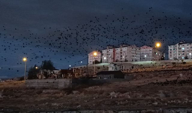 Van'da binlerce karga gökyüzünü kapladı