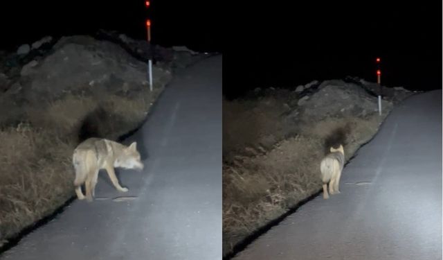 Aç kalan kurt yerleşim alanına indi