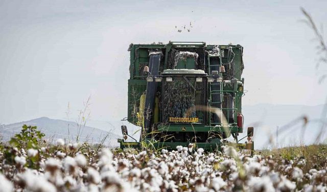 "Beyaz altın" pamukta hasat zamanı