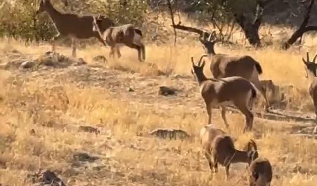 Koruma altında olan dağ keçileri görüldü