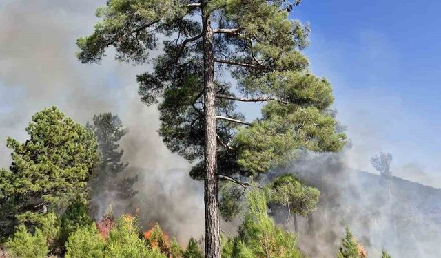 Muğla’nın Köyceğiz ilçesinde orman yangını