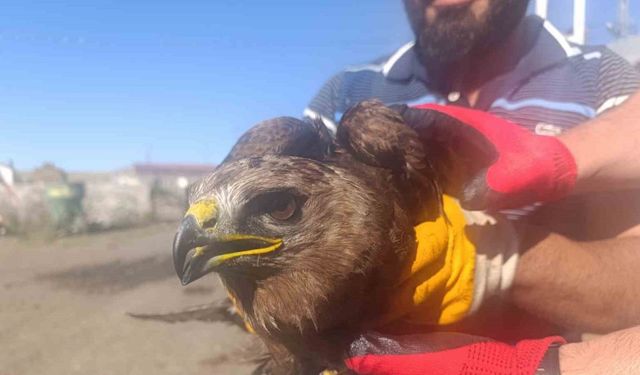 Yaralı bulunan kara çaylak tedaviye alındı