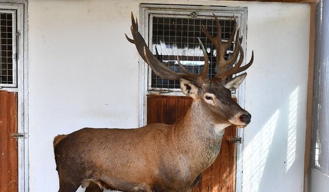 Yaralı geyik İzmir Doğal Yaşam Parkı’nda tedavi ediliyor