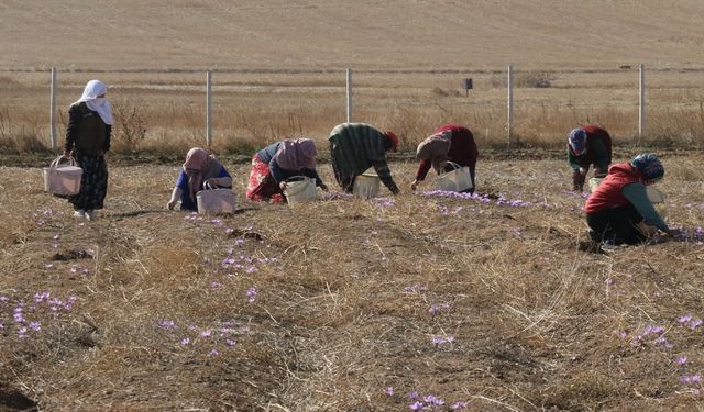 Eskişehir'de safran hasadı yapıldı