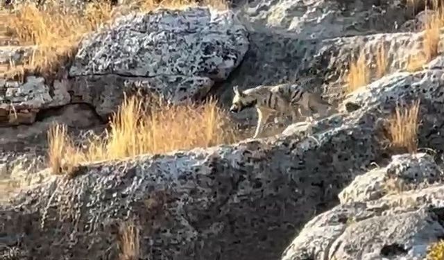 Adıyaman’da çizgili sırtlan görüldü