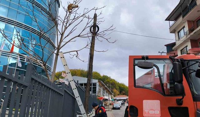 Ağaçta mahsur kalan kediyi ekipler kurtardı