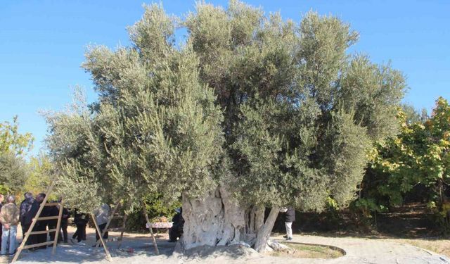 Bin 300 yıllık zeytin ağacından hasat yapıldı