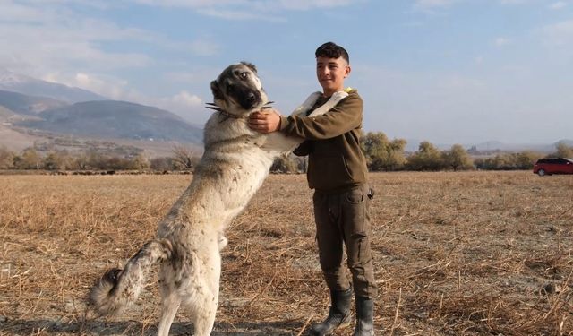 Çobanların en güvendiği dostları: Çoban köpekleri