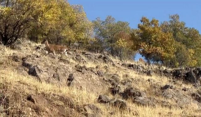 Dağ keçileri görüldü