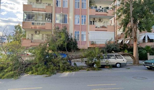 Fırtınada ağaçlar devrildi, araçlar zarar gördü!